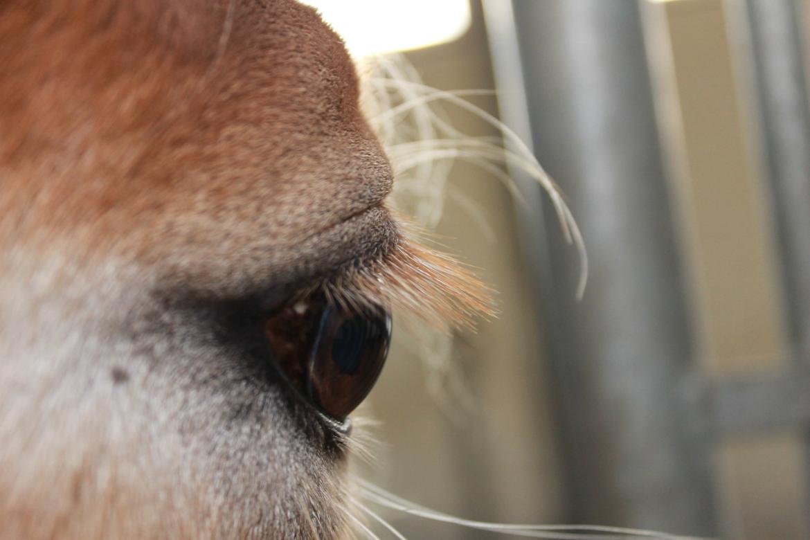 Haflinger Mille Skov - Øjebillede<3 Fotograf: mig billede 26