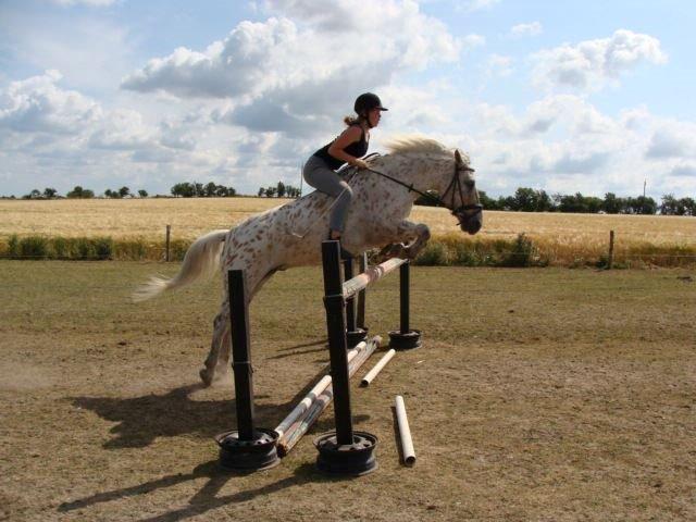 Knabstrupper Bailey - -2013 billede 16