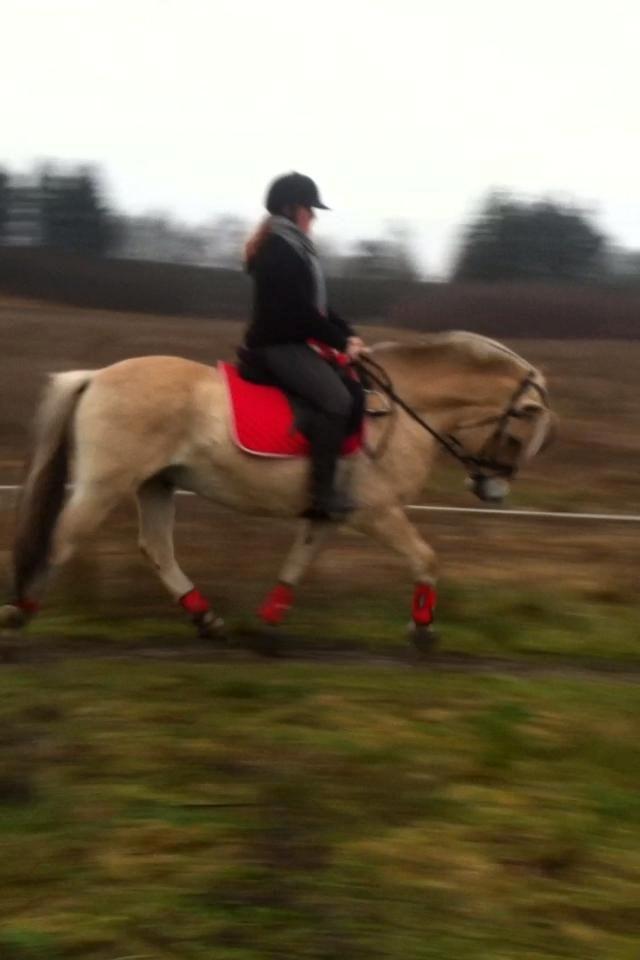 Fjordhest Tango!&lt;3 - du er der altid for mig!&lt;3 billede 7