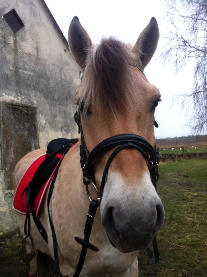 Fjordhest Tango!&lt;3 - Elsker dig sgu!&lt;3 billede 18