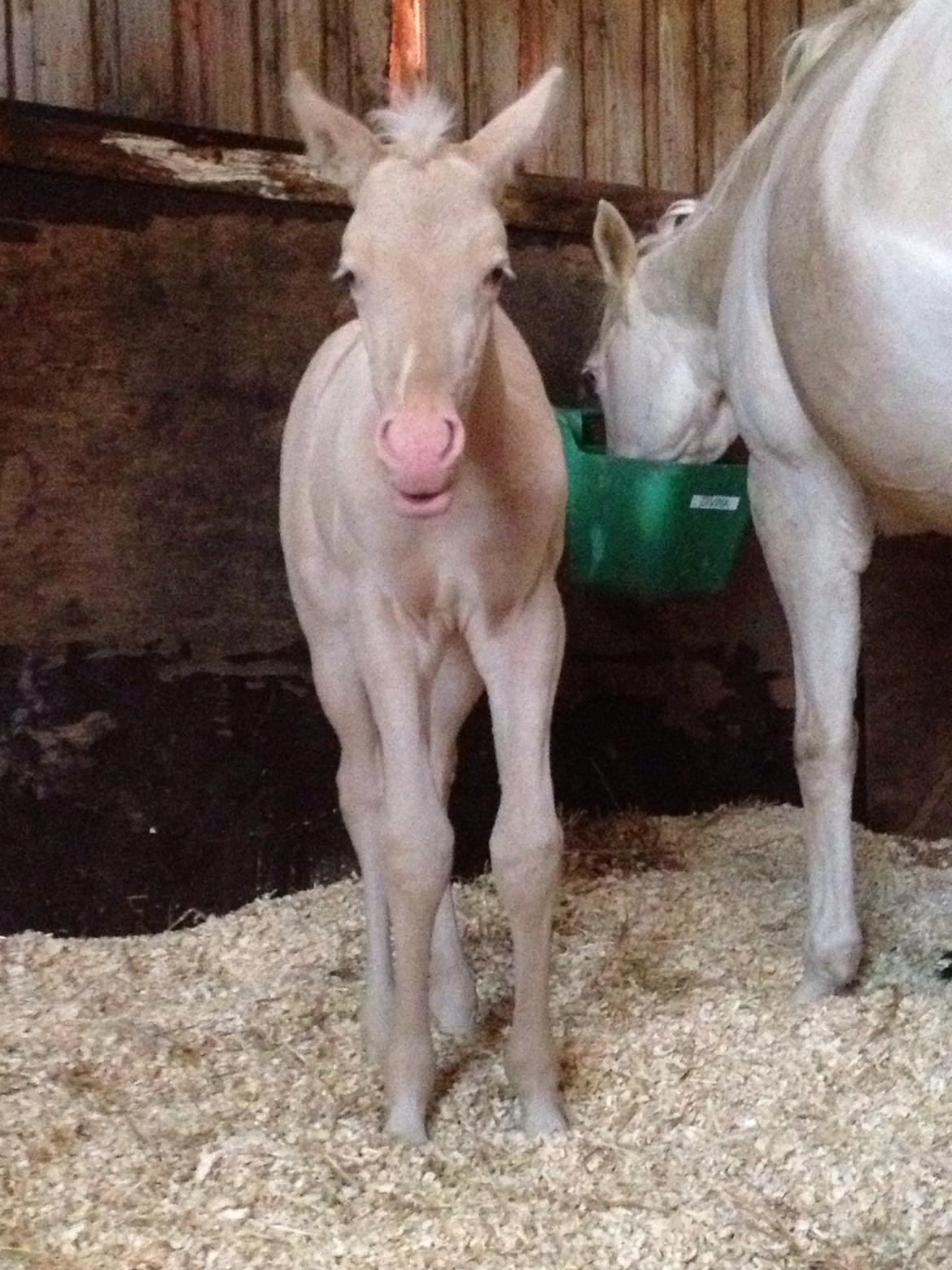 Palomino Elwood Blues billede 6