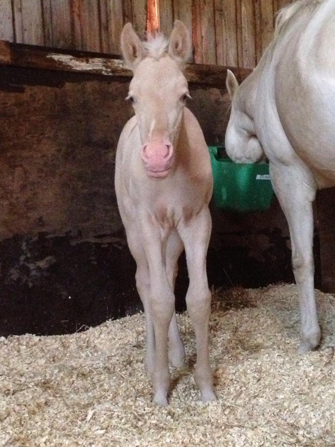 Palomino Elwood Blues billede 7