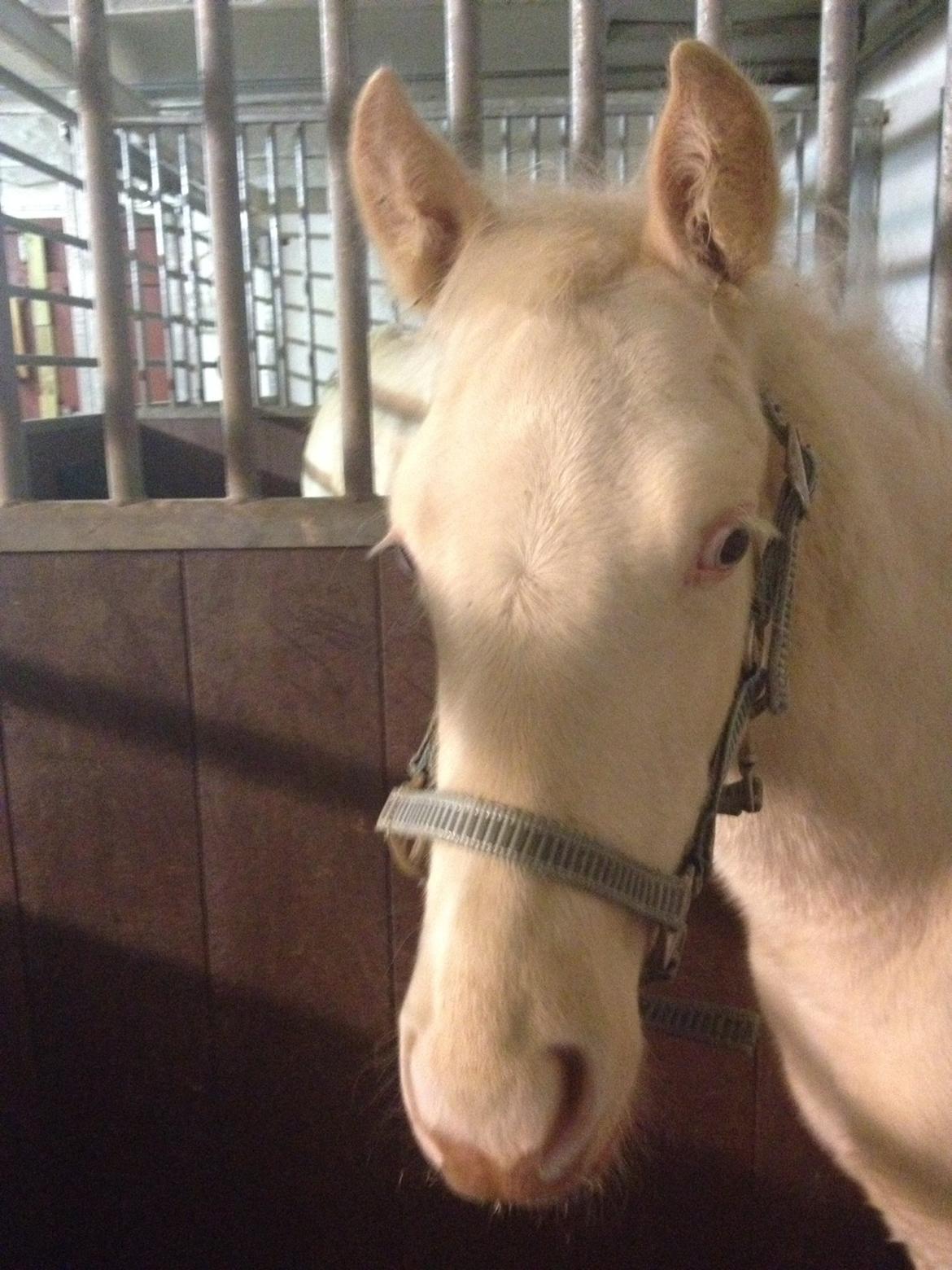 Palomino Elwood Blues billede 8