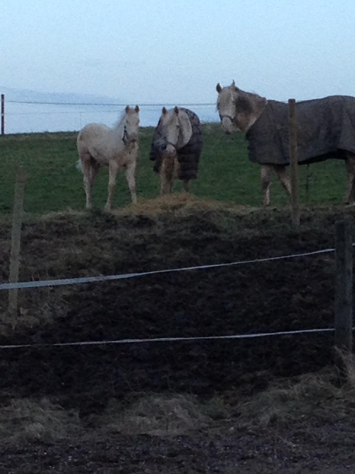 Palomino Elwood Blues billede 9