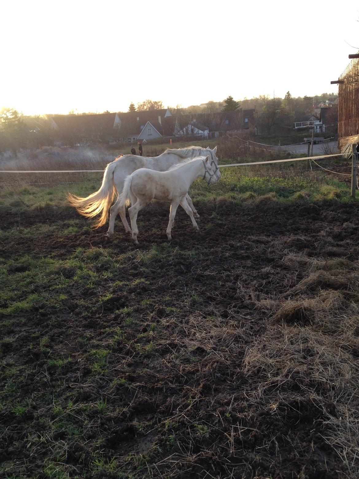 Palomino Elwood Blues billede 10