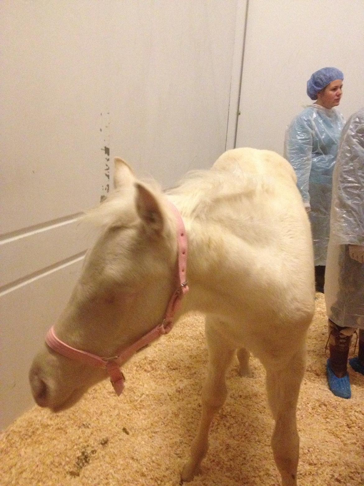 Palomino Elwood Blues billede 11