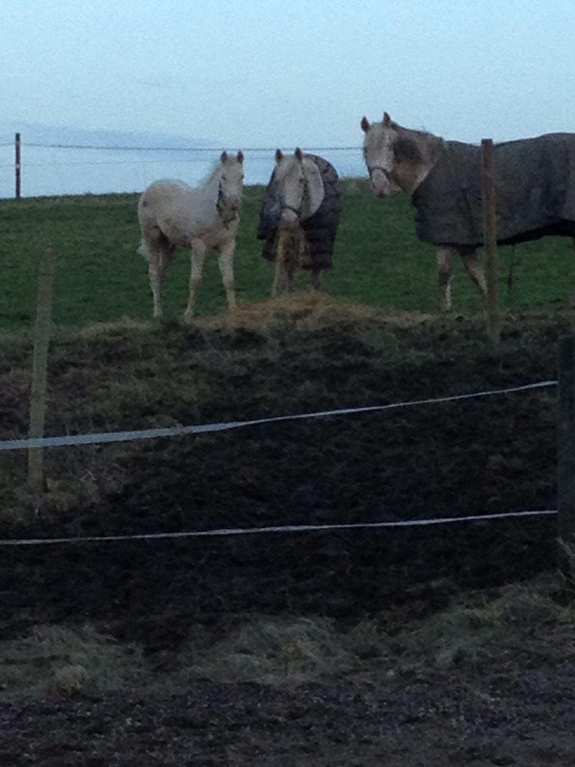 Palomino Elwood Blues billede 12