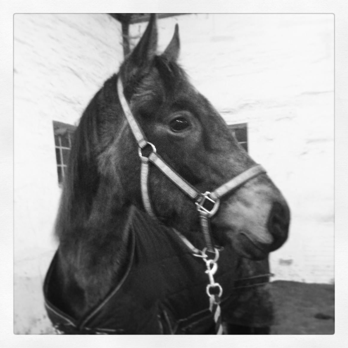 Palomino • Linnel's Angel billede 9