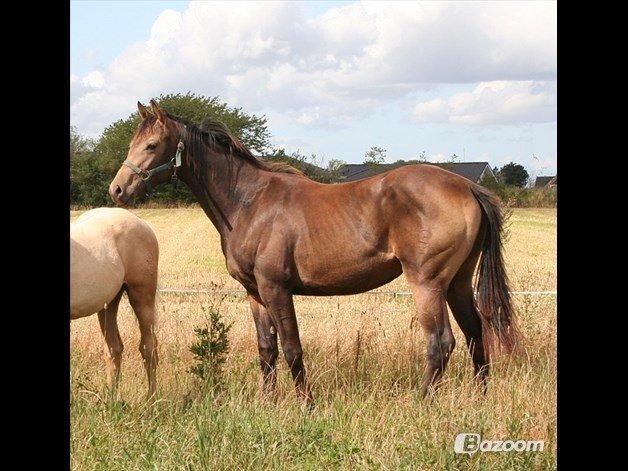 Palomino • Linnel's Angel - Foto: Helle Linnel billede 4