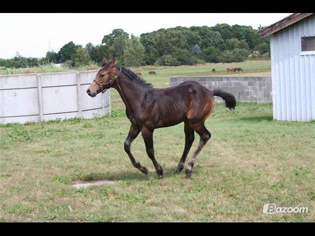 Palomino • Linnel's Angel - Foto: Helle Linnel billede 5