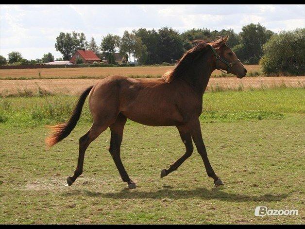 Palomino • Linnel's Angel - Foto: Helle Linnel billede 6