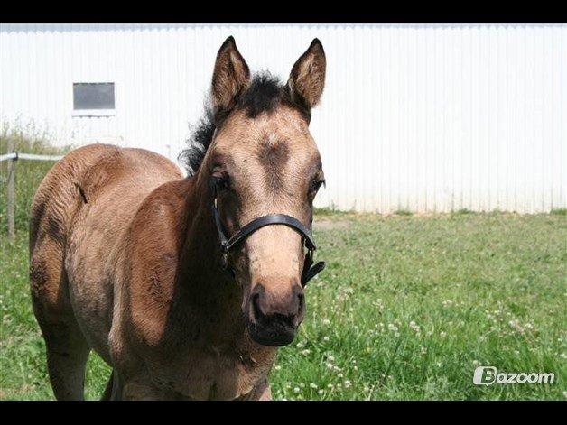 Palomino • Linnel's Angel - Foto: Helle Linnel billede 7