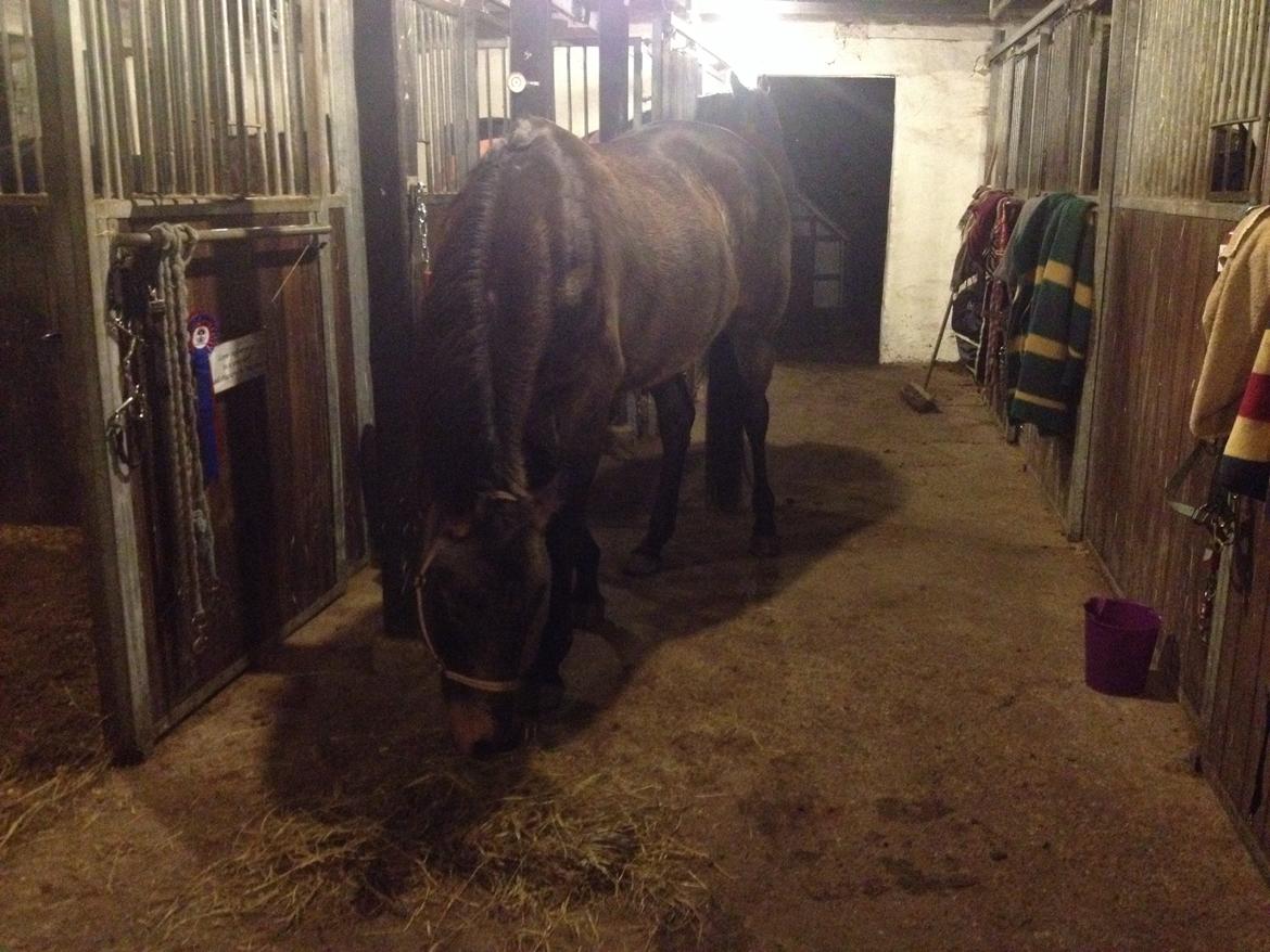 Palomino • Linnel's Angel billede 10