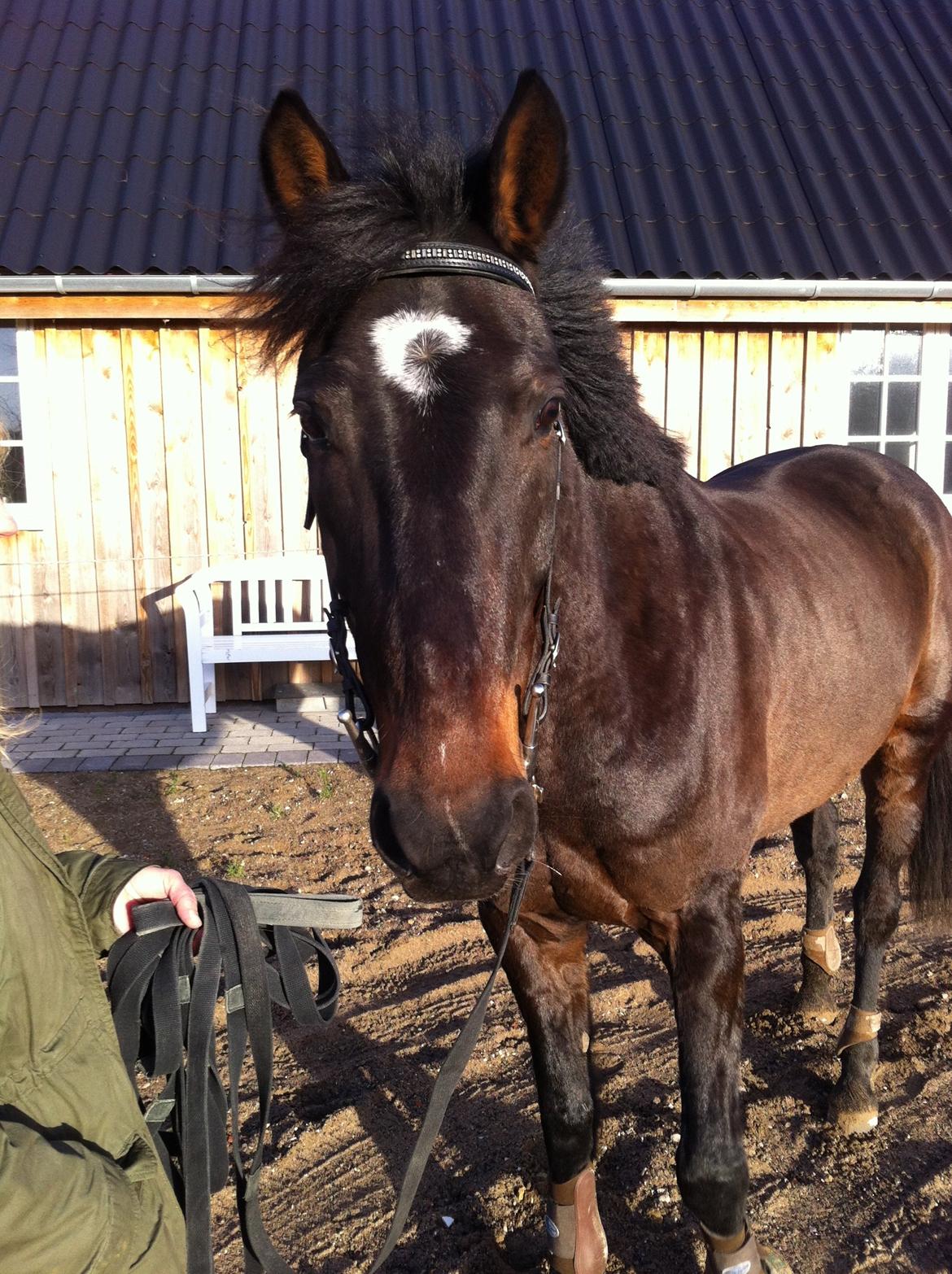 Traver Join The Dream billede 13