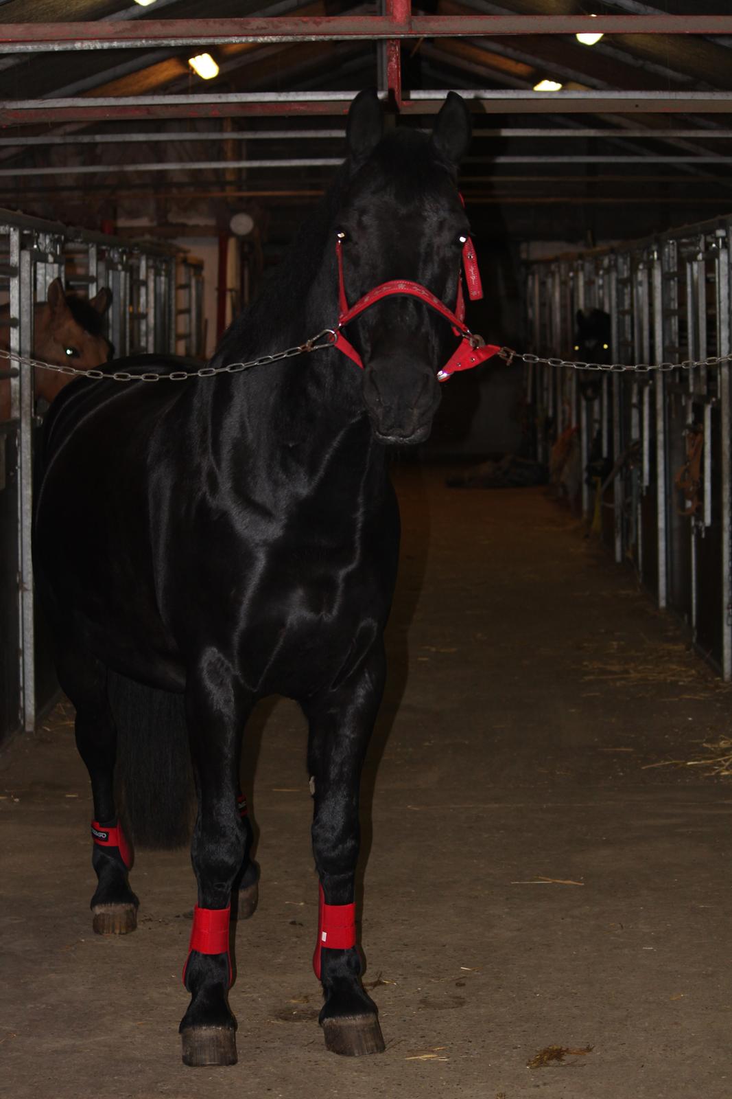 Oldenborg Gaston billede 8