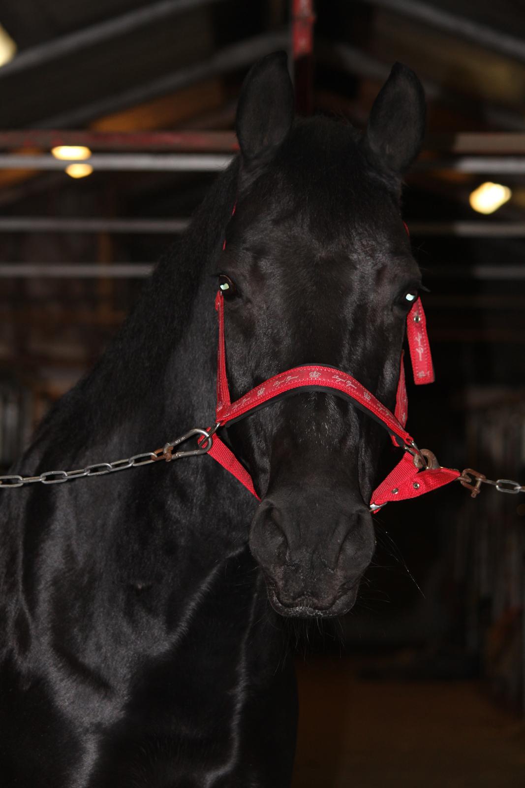 Oldenborg Gaston billede 20