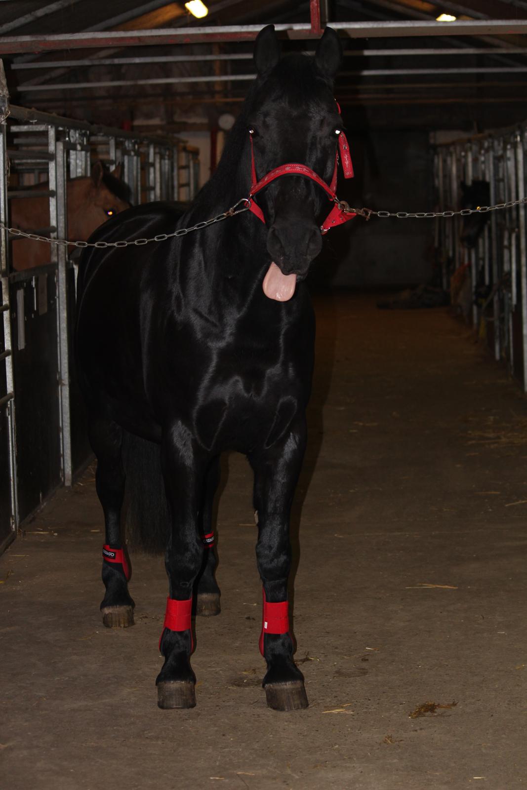 Oldenborg Gaston billede 11