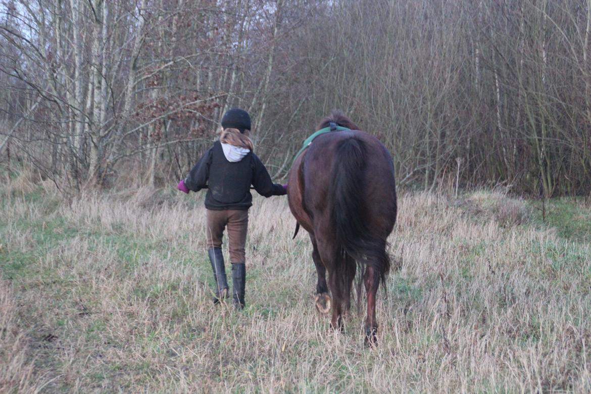 Anden særlig race Basse billede 9