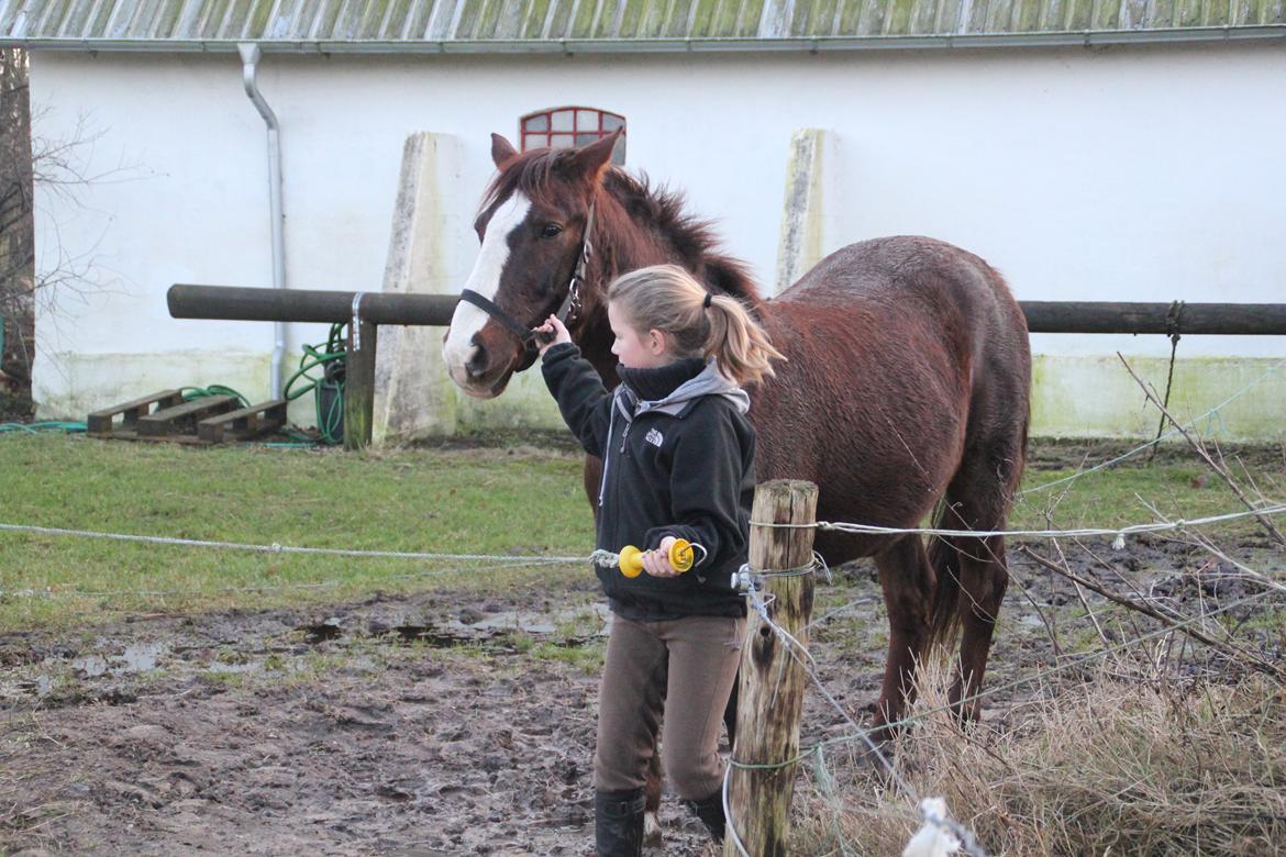Anden særlig race Basse billede 10