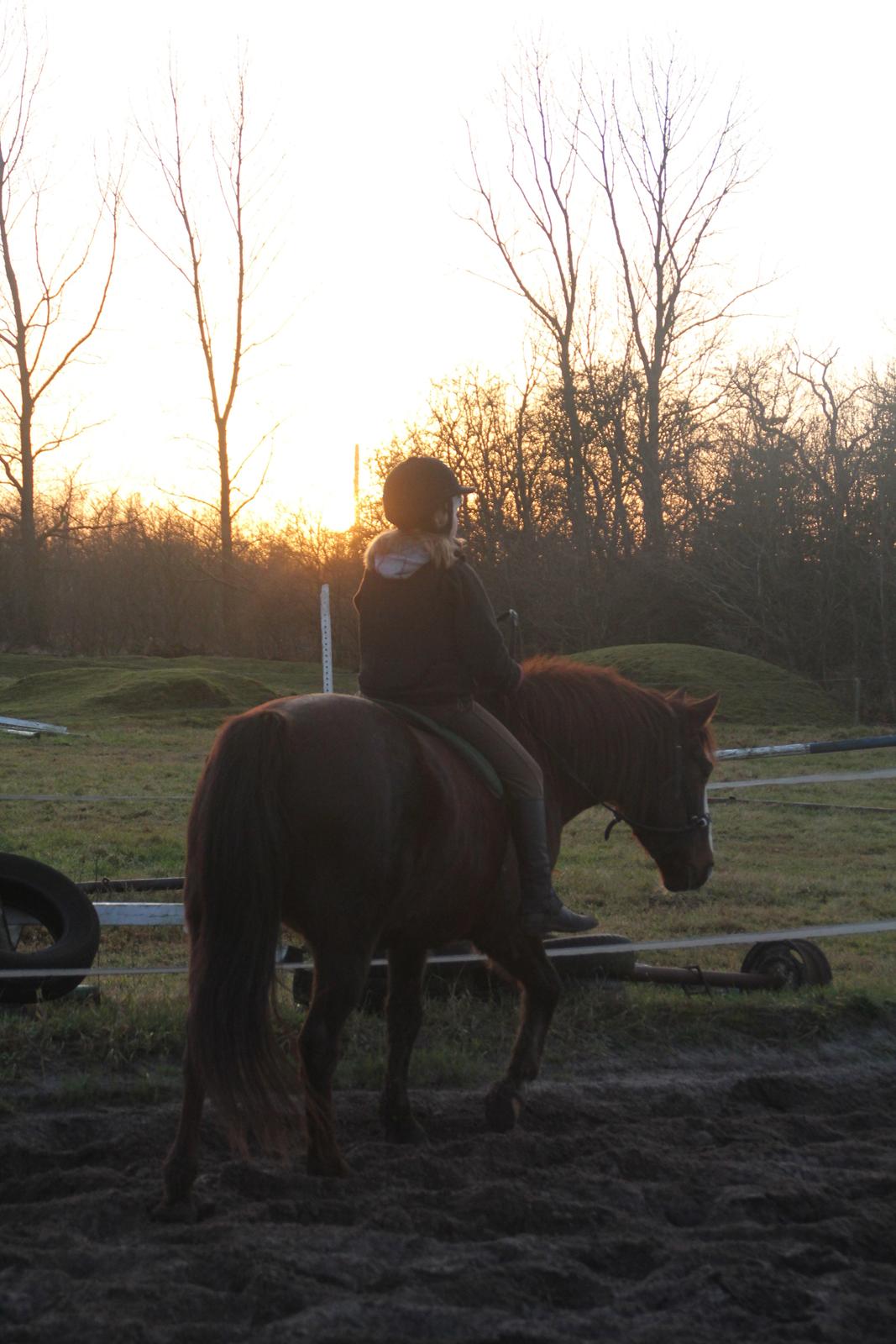 Anden særlig race Basse billede 11