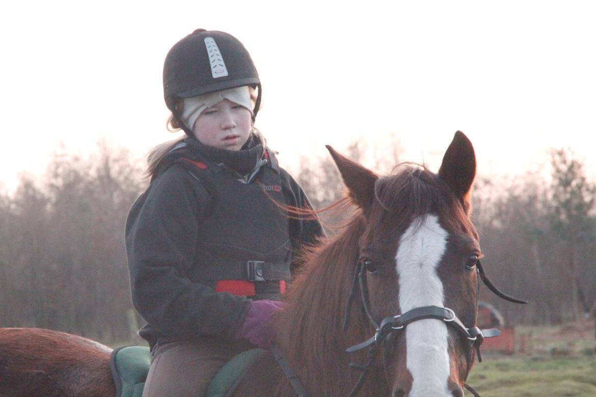 Anden særlig race Basse billede 12