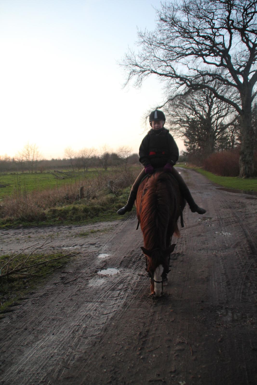 Anden særlig race Basse billede 13