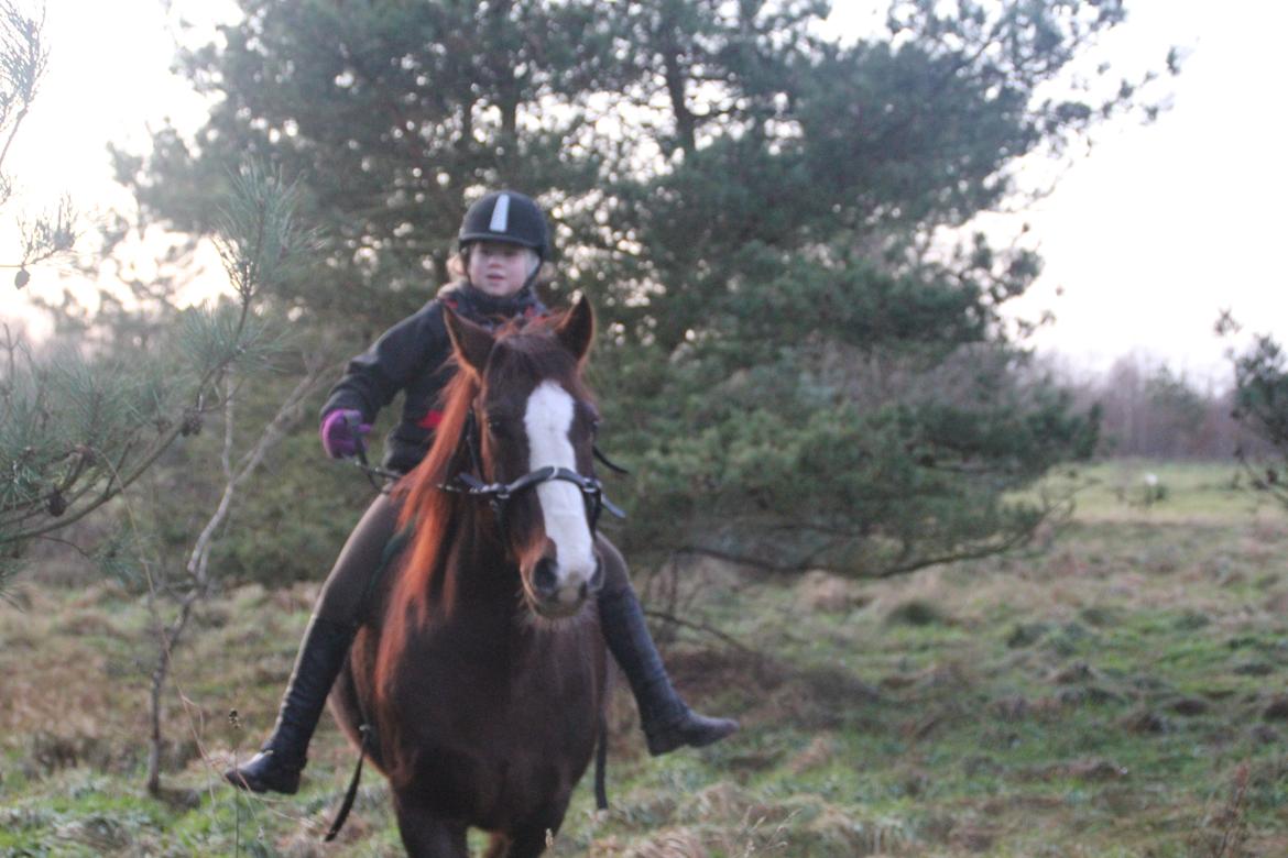 Anden særlig race Basse billede 14