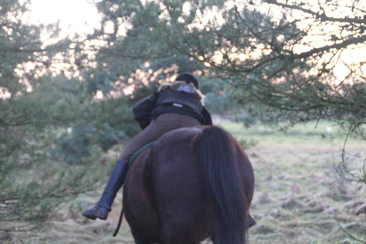 Anden særlig race Basse billede 15