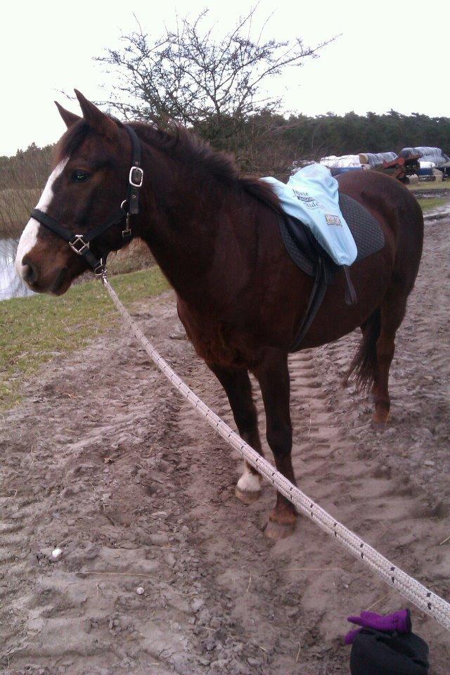 Anden særlig race Basse billede 16