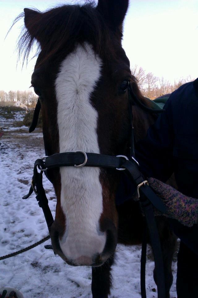 Anden særlig race Basse billede 17
