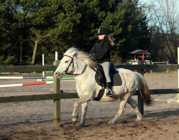 Anden særlig race Lucas billede 27