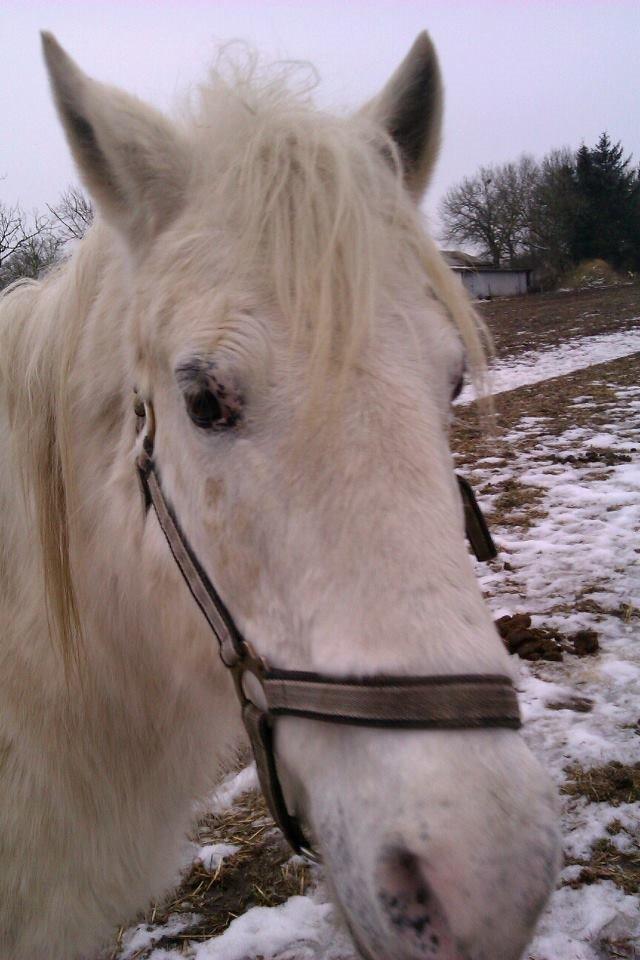 Anden særlig race Lucas billede 28