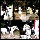 Anden særlig race Lucas billede 29