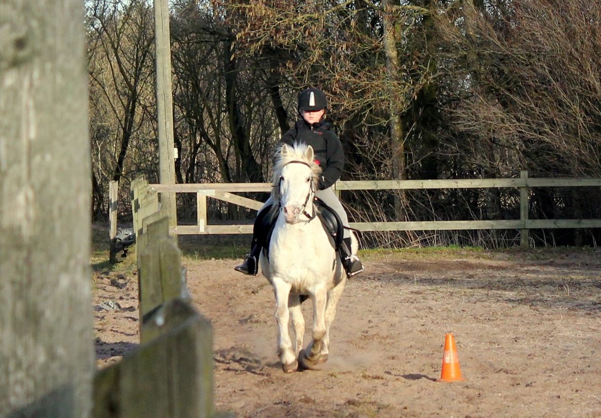 Anden særlig race Lucas billede 30