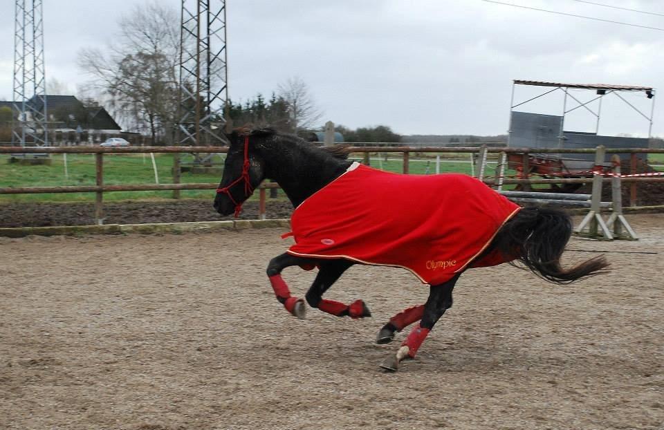 Welsh Partbred (Sec F) Laibek's Olympic - Olympic var så glad for at komme ud og løsspringe:-D billede 18
