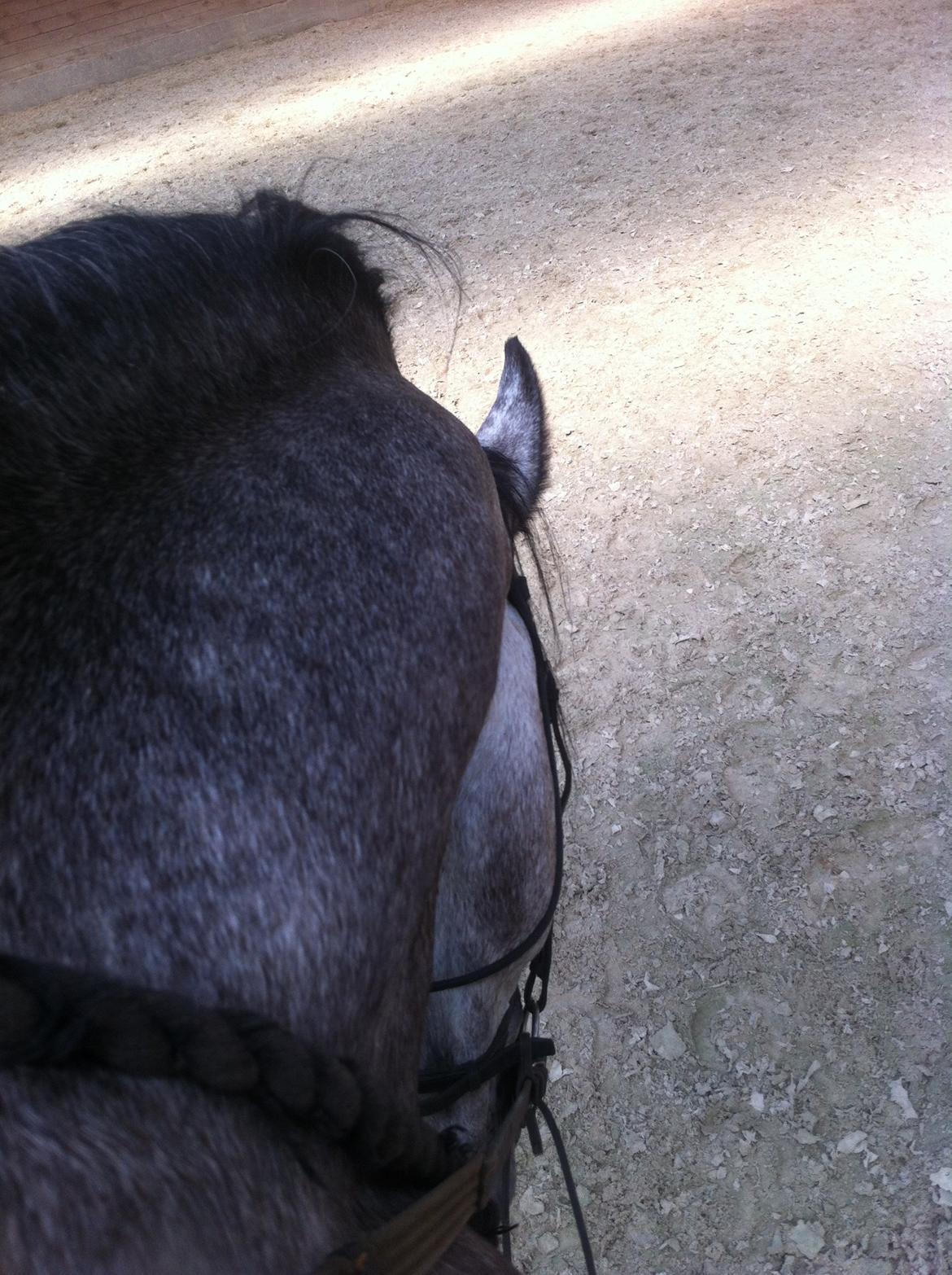 Anden særlig race C.G. Cool Cash billede 12