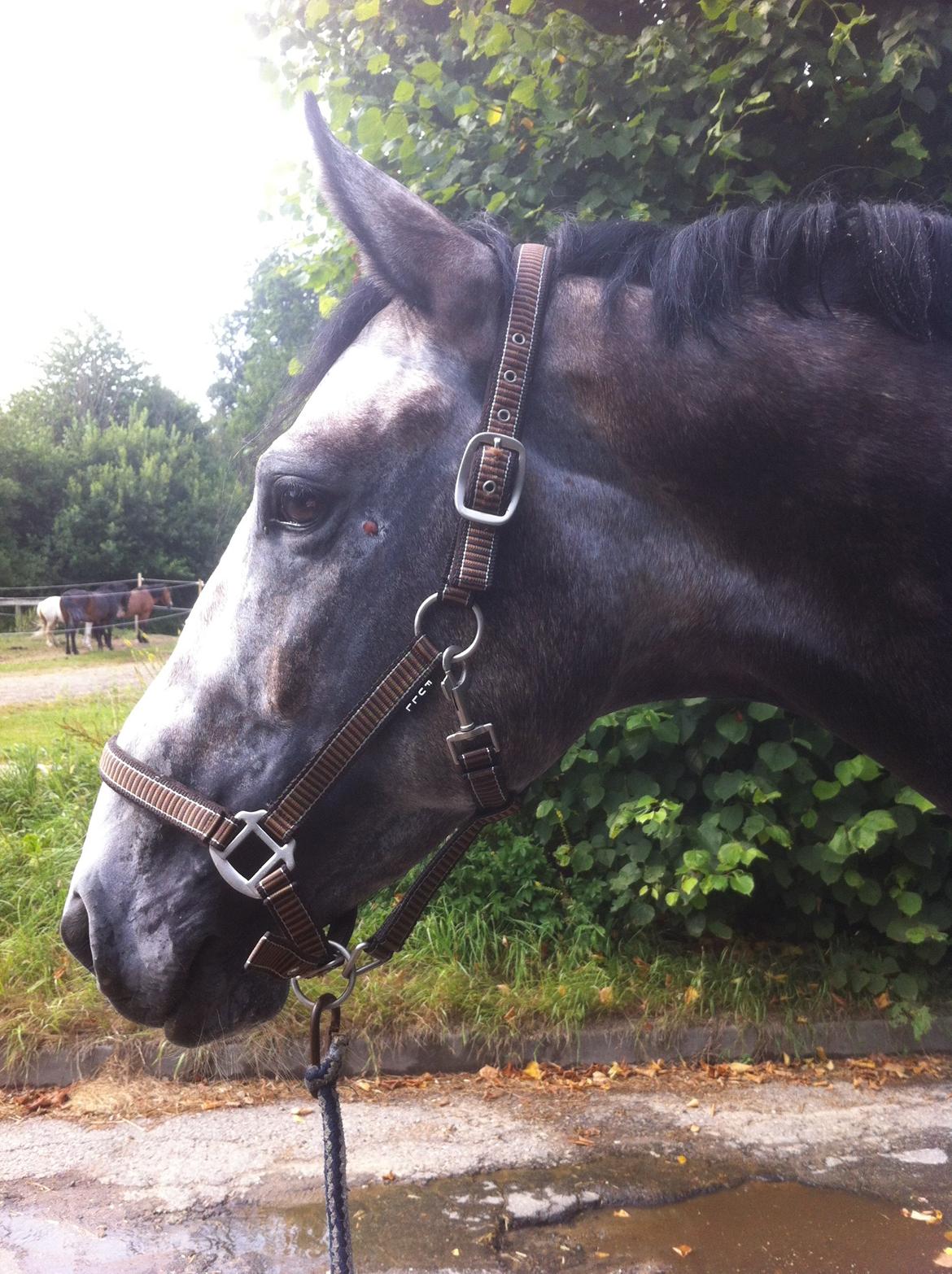 Anden særlig race C.G. Cool Cash billede 15