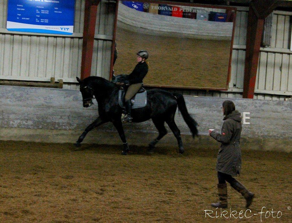 Trakehner Lancelot - Kursus v. Lisbet Seierskilde billede 7