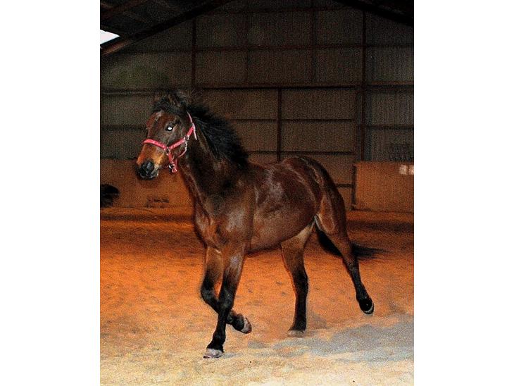 {{currentPhoto.altText}} billede {{currentPhoto.number}}