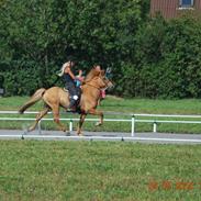 Islænder Tigull fra Laven