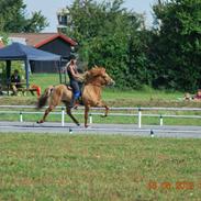 Islænder Tigull fra Laven