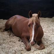 Palomino Havens Aura