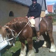 Tinker Morgan The Red