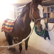 Dansk Varmblod Marks Camilla Dream