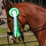 Anden særlig race Victoria Revelhøj