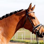 Dansk Varmblod Høgholms Triumph