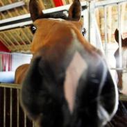 Dansk Varmblod Høgholms Triumph