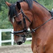 Dansk Varmblod Høgholms Triumph