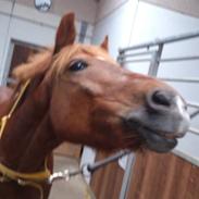 Anden særlig race Duncan