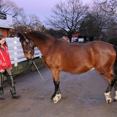 Anden særlig race Don Joka